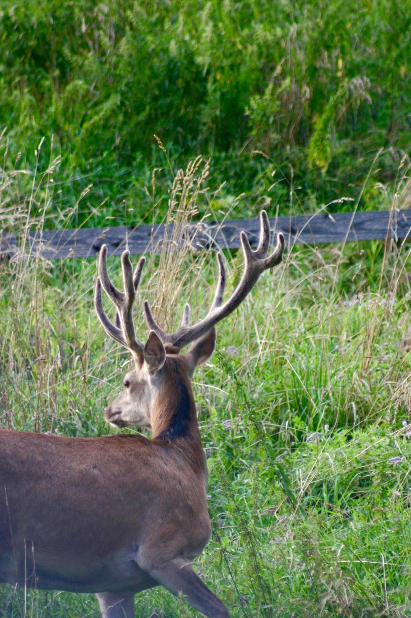 Brown Deer - Z Sauna Na Tarasie, Jacuzzi I Widokiem Na Gory - By Deer Hills Luxury Apartments Kocon Luaran gambar