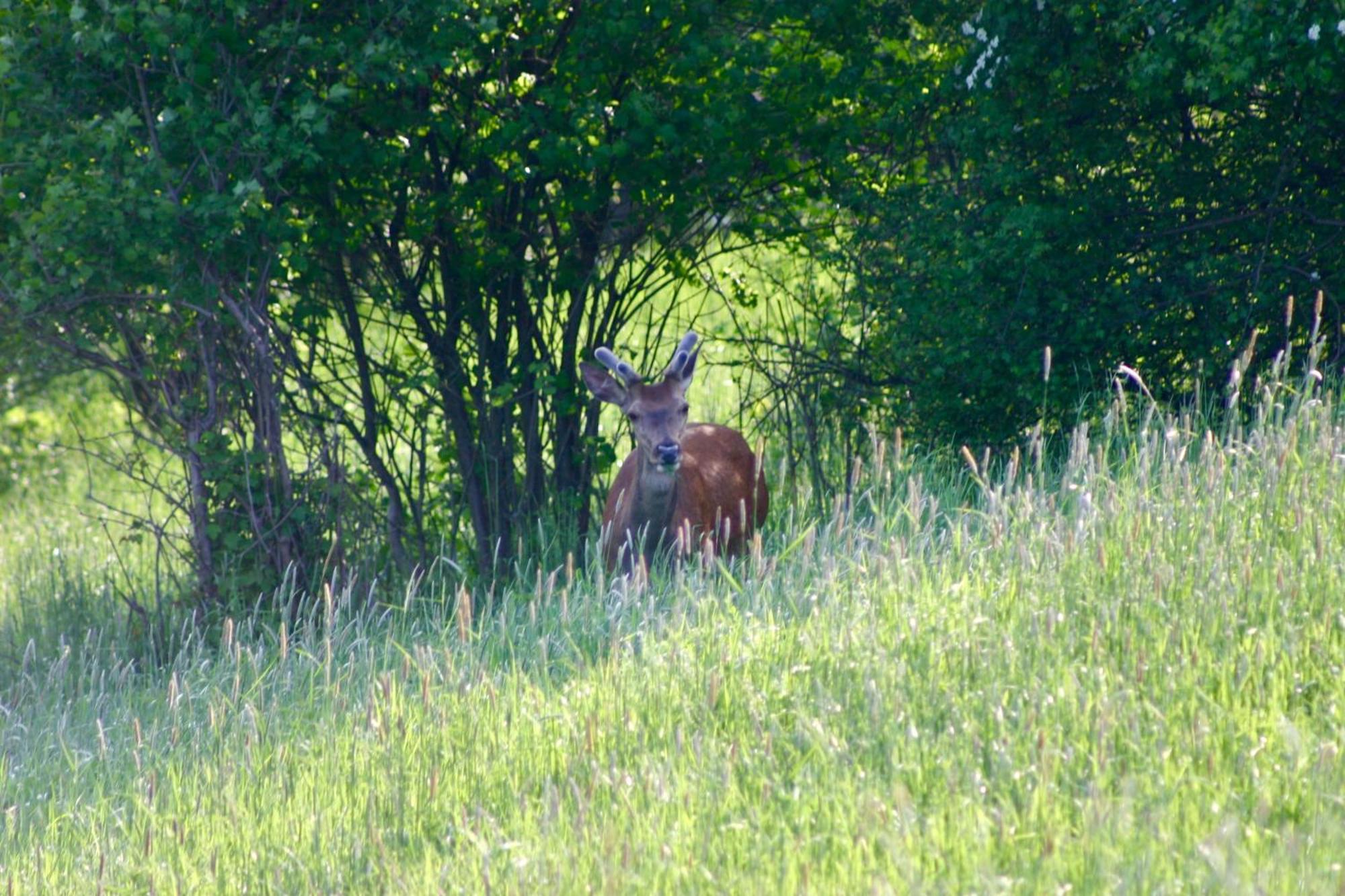 Brown Deer - Z Sauna Na Tarasie, Jacuzzi I Widokiem Na Gory - By Deer Hills Luxury Apartments Kocon Luaran gambar